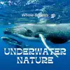 Water Soundscapes, Echoes Of Nature & Underwater Sounds Channel - Whale Sounds Underwater Nature