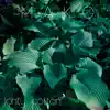 Jonty Cotton - Mako - Single