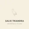 Frédérique Picard, Relaxing Acoustic Guitar & Guitar Instrumentals - Salix Triandra - Single